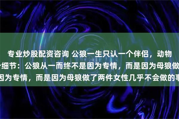 专业炒股配资咨询 公狼一生只认一个伴侣，动物学家研究30年发现一个细节：公狼从一而终不是因为专情，而是因为母狼做了两件女性几乎不会做的事